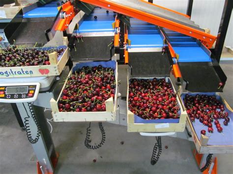 cherry sorting machine|Cherry Sorting Technology .